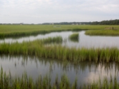 Green marshes of Pawleys Creek.